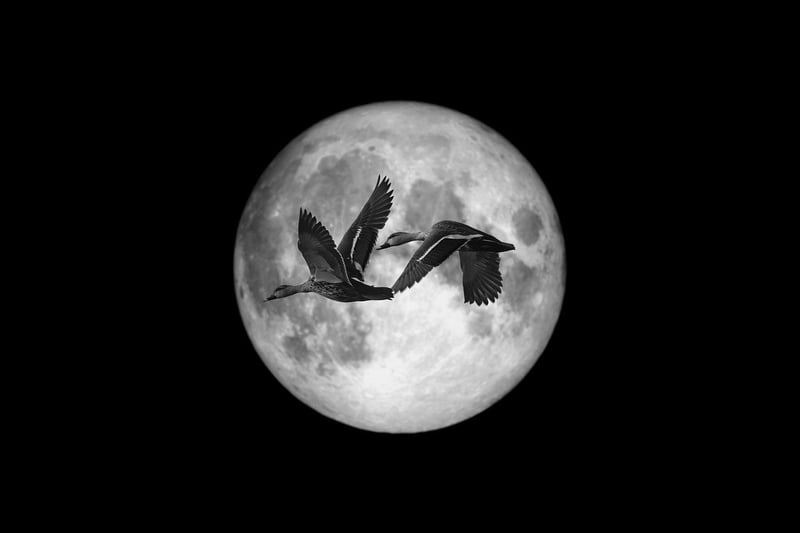 Moonlit Dances